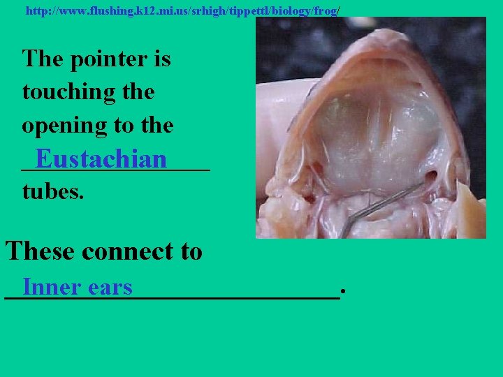 http: //www. flushing. k 12. mi. us/srhigh/tippettl/biology/frog/ The pointer is touching the opening to