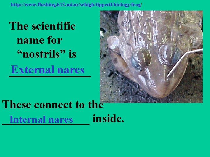 http: //www. flushing. k 12. mi. us/srhigh/tippettl/biology/frog/ The scientific name for “nostrils” is External