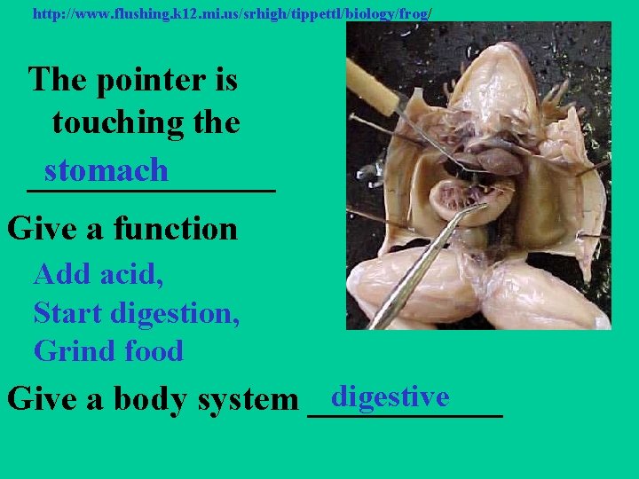 http: //www. flushing. k 12. mi. us/srhigh/tippettl/biology/frog/ The pointer is touching the stomach _______