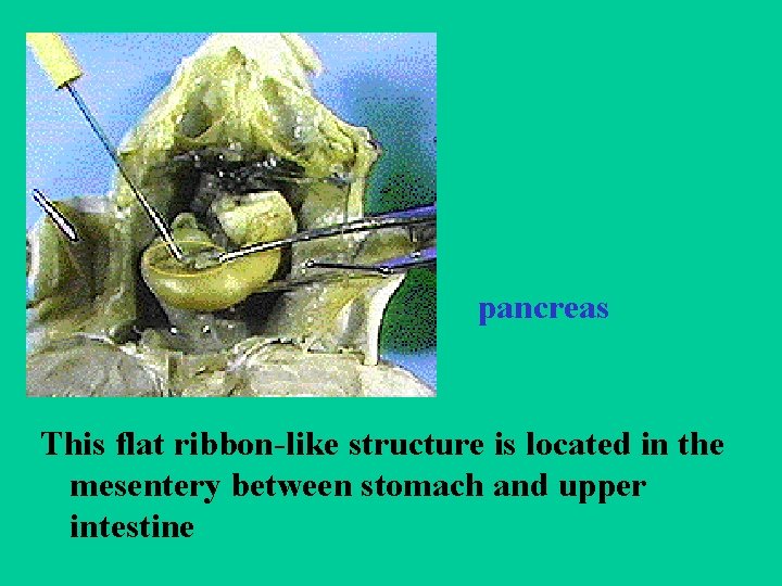pancreas This flat ribbon-like structure is located in the mesentery between stomach and upper