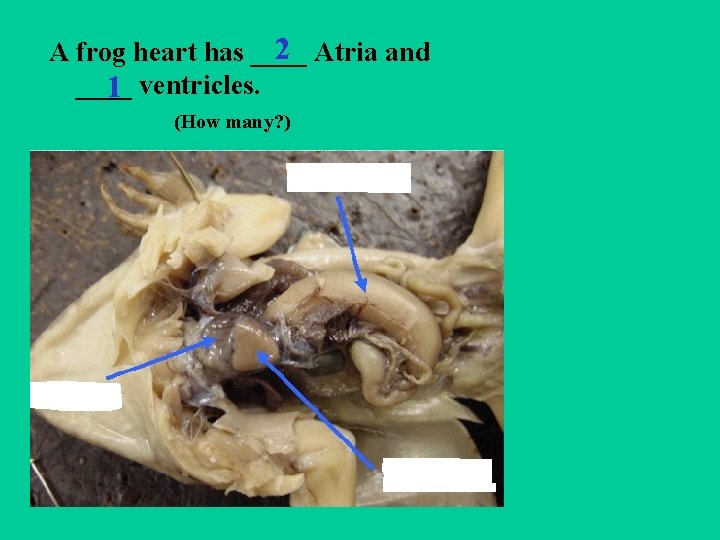 2 Atria and A frog heart has ____ 1 ventricles. (How many? ) 