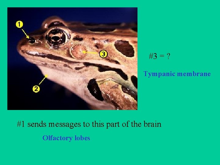 #3 = ? Tympanic membrane #1 sends messages to this part of the brain