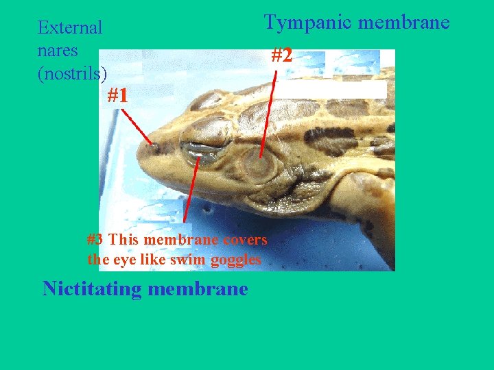 External nares (nostrils) Tympanic membrane #2 #1 #3 This membrane covers the eye like