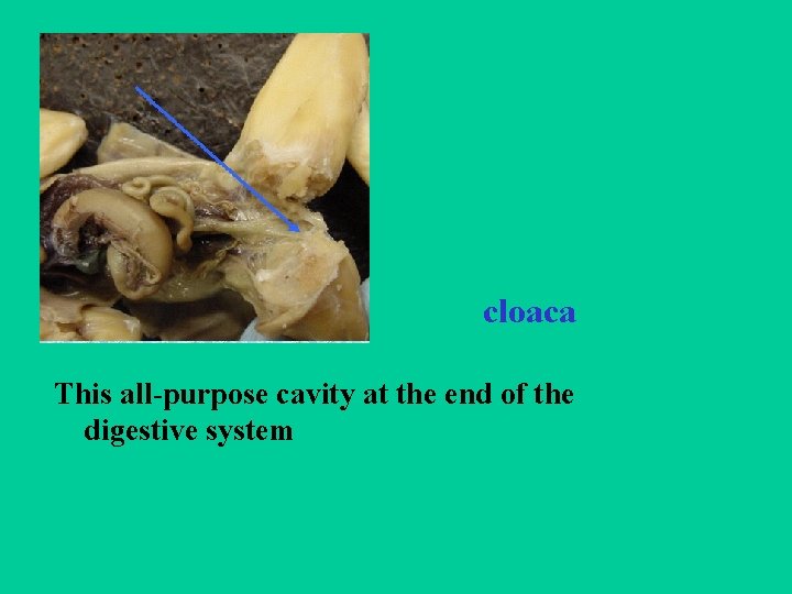 cloaca This all-purpose cavity at the end of the digestive system 