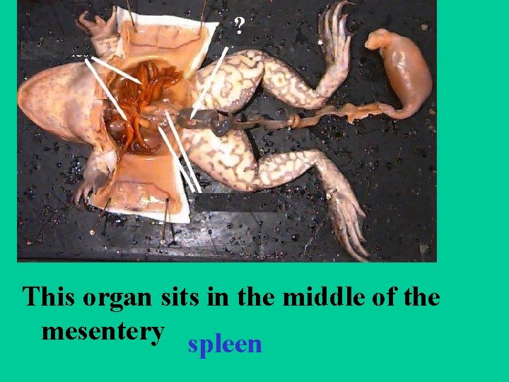 ? This organ sits in the middle of the mesentery spleen 