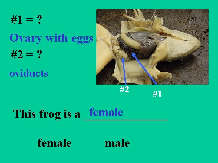 #1 = ? Ovary with eggs #2 = ? oviducts #2 #1 female This