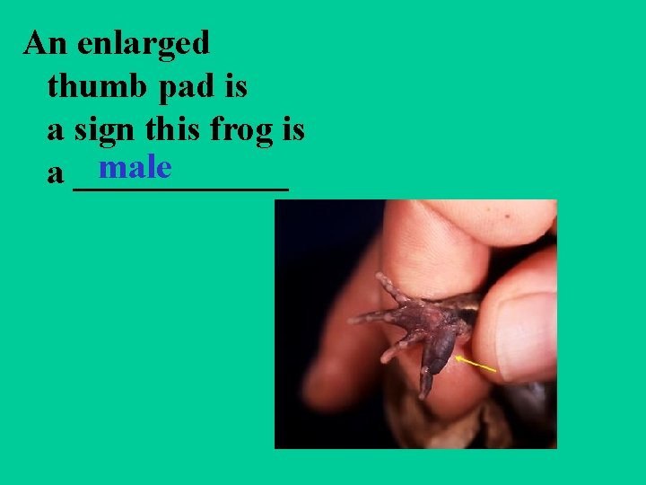 An enlarged thumb pad is a sign this frog is male a ______ 