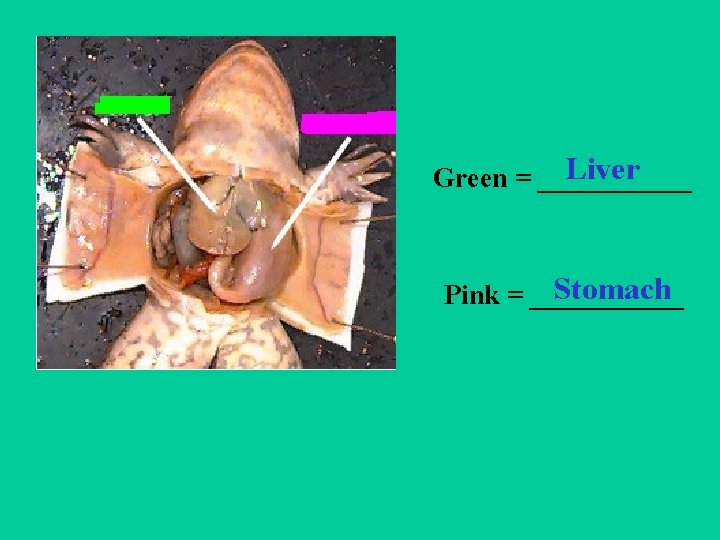 Liver Green = ______ Stomach Pink = ______ 