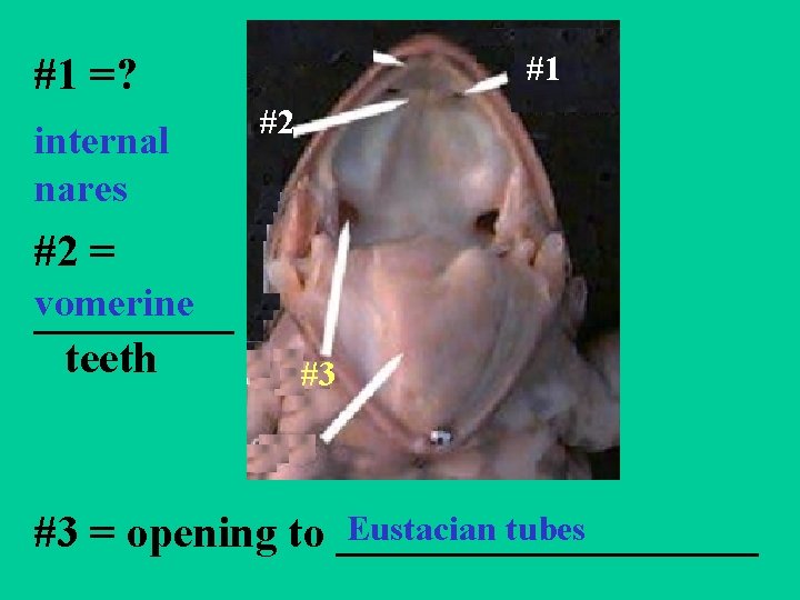 #1 #1 =? internal nares #2 = vomerine _____ teeth #2 #3 Eustacian tubes