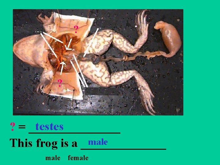 ? ? testes ? = ________ male This frog is a _______ male female