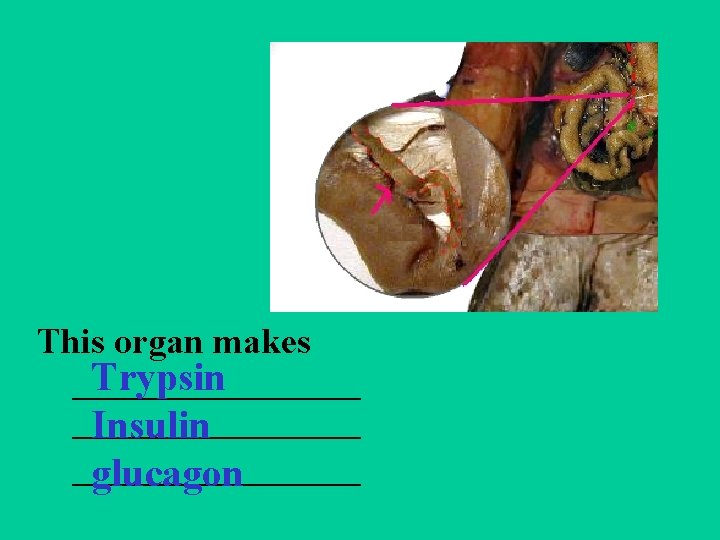 This organ makes Trypsin ________________ Insulin ________ glucagon 