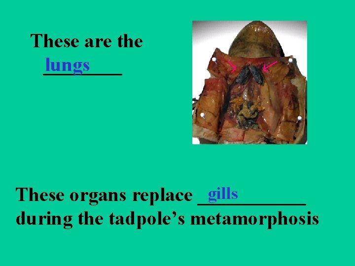 These are the ____ lungs gills These organs replace ______ during the tadpole’s metamorphosis