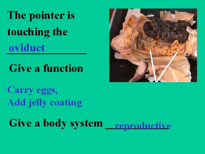 The pointer is touching the oviduct _______ Give a function Carry eggs, Add jelly