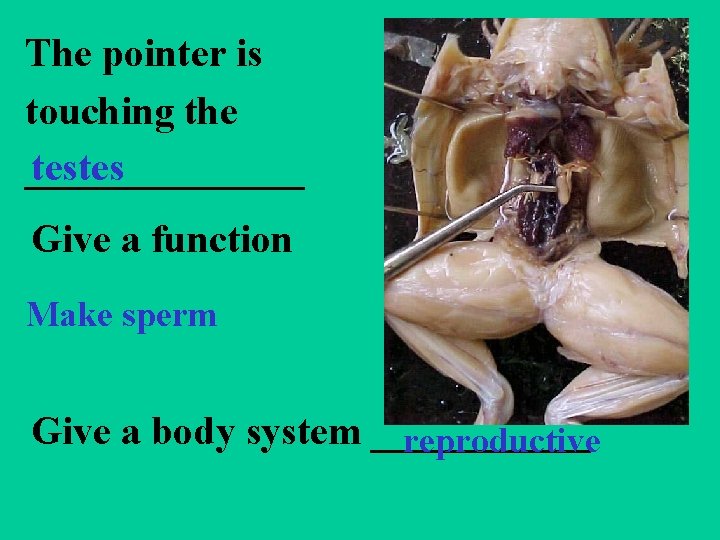 The pointer is touching the testes _______ Give a function Make sperm Give a