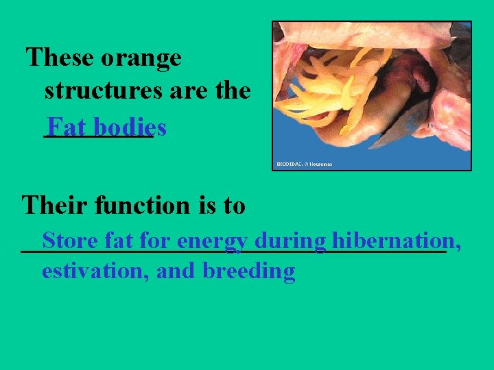 These orange structures are the ____ Fat bodies Their function is to ________________ Store