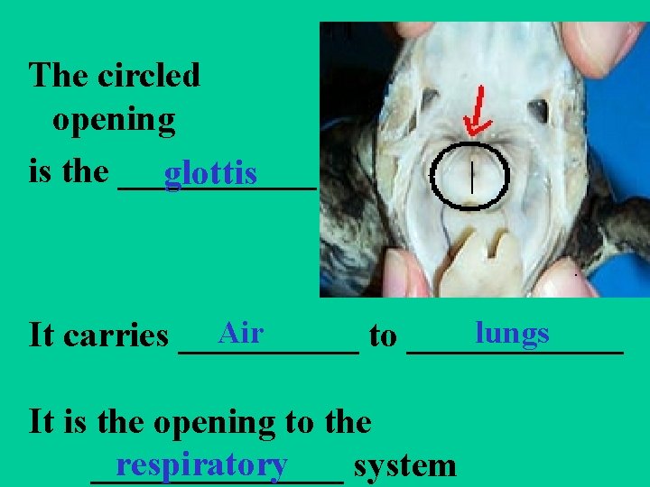 The circled opening is the ______ glottis Air lungs It carries _____ to ______