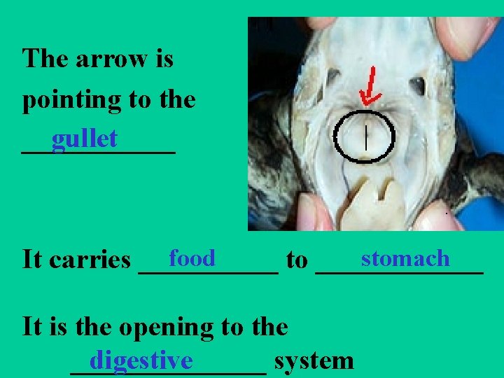 The arrow is pointing to the gullet ______ food stomach It carries _____ to