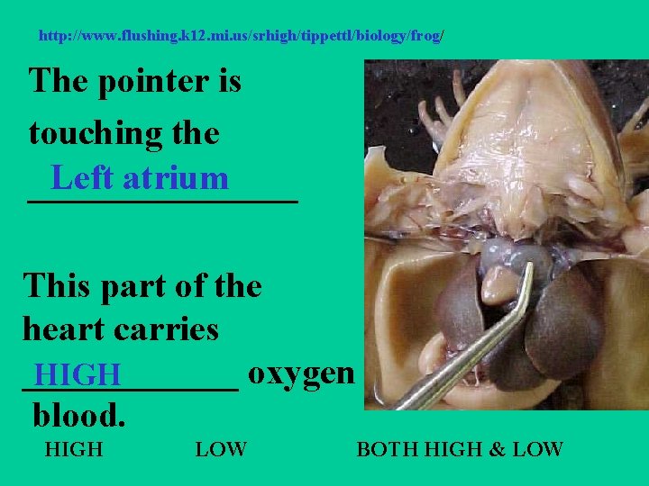 http: //www. flushing. k 12. mi. us/srhigh/tippettl/biology/frog/ The pointer is touching the Left atrium
