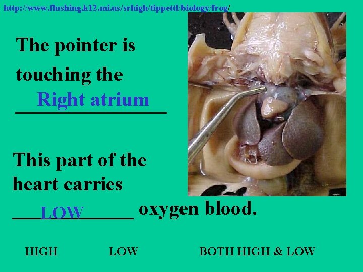 http: //www. flushing. k 12. mi. us/srhigh/tippettl/biology/frog/ The pointer is touching the Right atrium