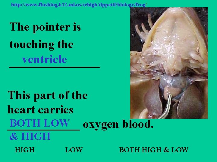 http: //www. flushing. k 12. mi. us/srhigh/tippettl/biology/frog/ The pointer is touching the ventricle ________