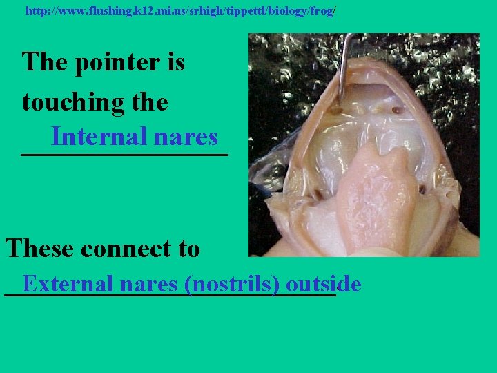 http: //www. flushing. k 12. mi. us/srhigh/tippettl/biology/frog/ The pointer is touching the Internal nares