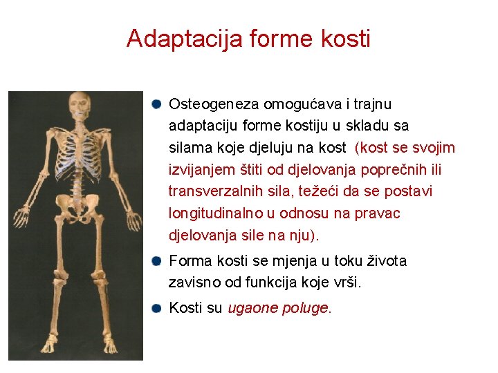 Adaptacija forme kosti Osteogeneza omogućava i trajnu adaptaciju forme kostiju u skladu sa silama