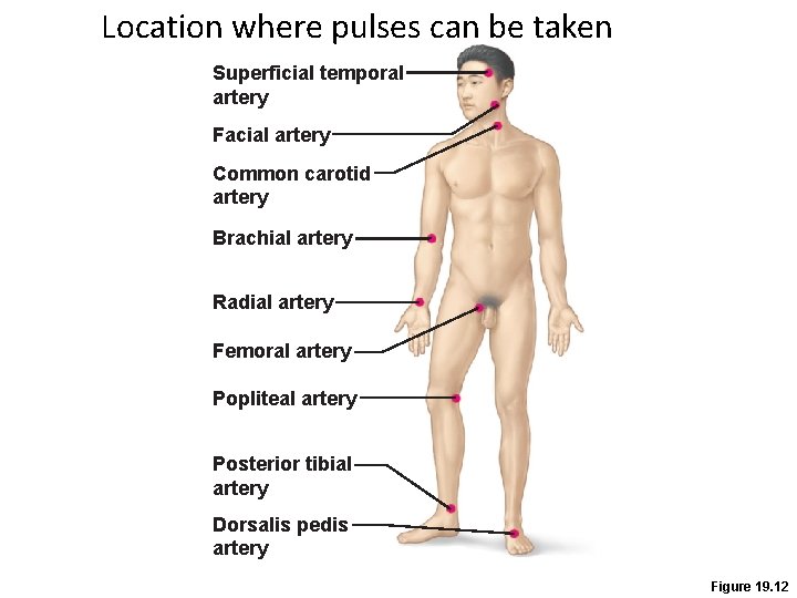 Location where pulses can be taken Superficial temporal artery Facial artery Common carotid artery