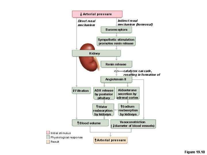 Arterial pressure Indirect renal mechanism (hormonal) Direct renal mechanism Baroreceptors Sympathetic stimulation promotes renin