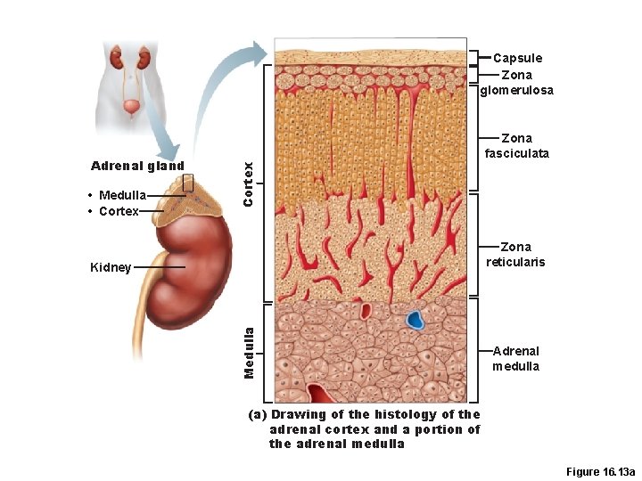 Capsule Zona glomerulosa • Medulla • Cortex Adrenal gland Zona fasciculata Zona reticularis Medulla