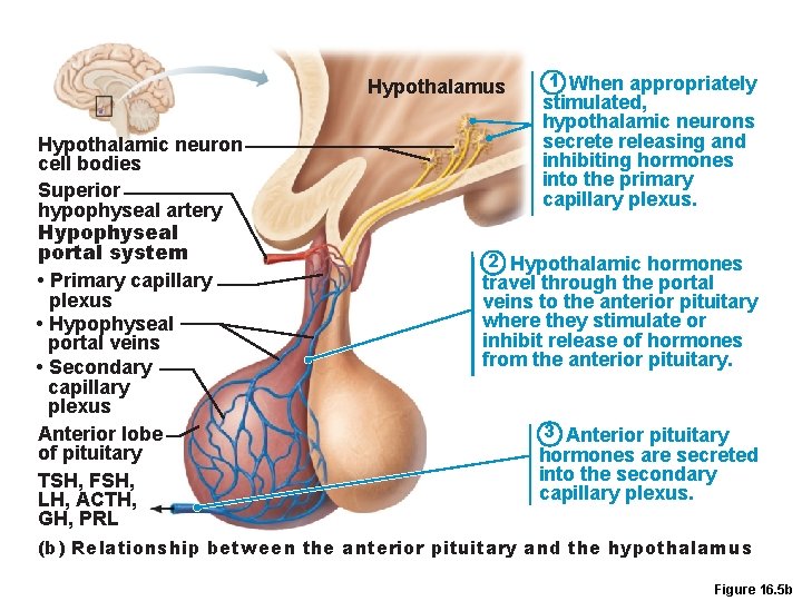 Hypothalamus Hypothalamic neuron cell bodies Superior hypophyseal artery Hypophyseal portal system • Primary capillary