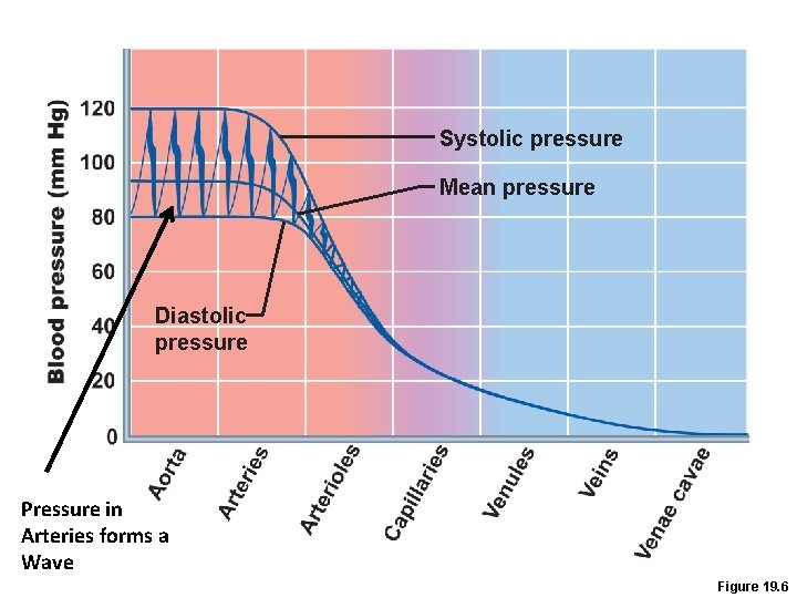 Systolic pressure Mean pressure Diastolic pressure Pressure in Arteries forms a Wave Figure 19.