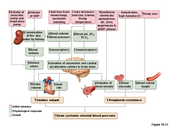 Activity of muscular pump and respiratory pump Release of ANP Fluid loss from Crisis
