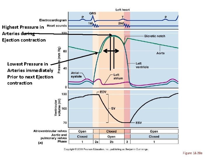 Highest Pressure in Arteries during Ejection contraction Lowest Pressure in Arteries immediately Prior to