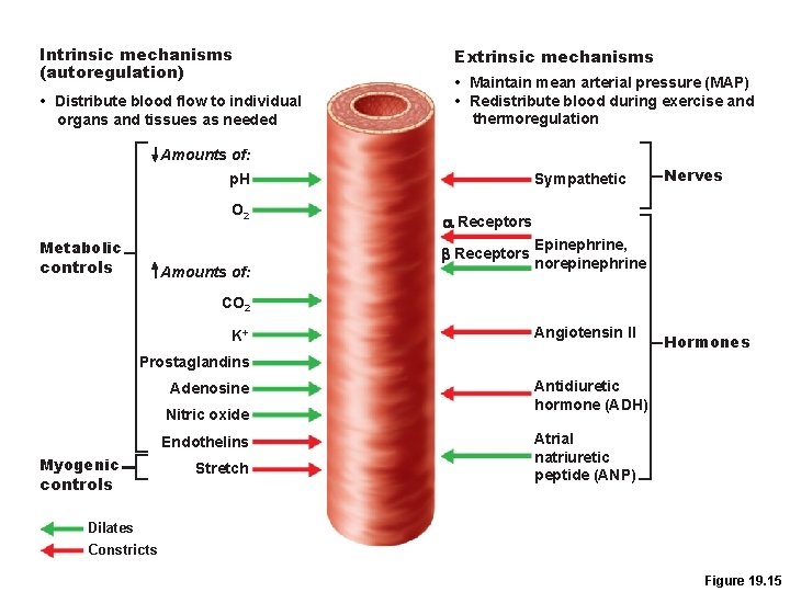 Intrinsic mechanisms (autoregulation) • Distribute blood flow to individual organs and tissues as needed