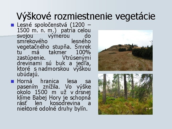 Výškové rozmiestnenie vegetácie Lesné spoločenstvá (1200 – 1500 m. n. m. ) patria celou