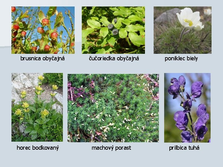 brusnica obyčajná horec bodkovaný čučoriedka obyčajná machový porast poniklec biely prilbica tuhá 