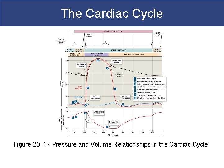The Cardiac Cycle Figure 20– 17 Pressure and Volume Relationships in the Cardiac Cycle