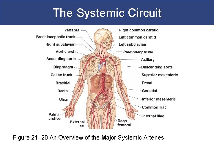 The Systemic Circuit Figure 21– 20 An Overview of the Major Systemic Arteries 