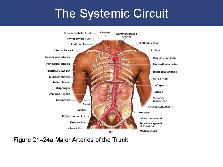 The Systemic Circuit Figure 21– 24 a Major Arteries of the Trunk 