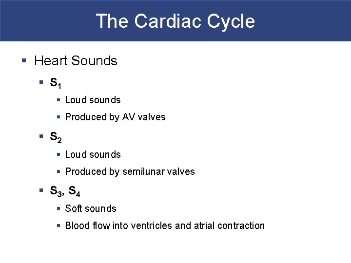 The Cardiac Cycle § Heart Sounds § S 1 § Loud sounds § Produced