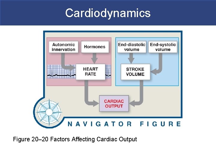 Cardiodynamics Figure 20– 20 Factors Affecting Cardiac Output 