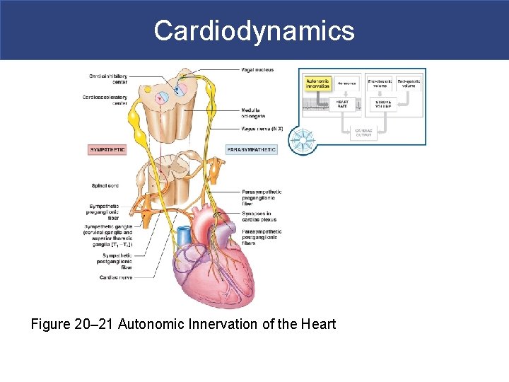 Cardiodynamics Figure 20– 21 Autonomic Innervation of the Heart 