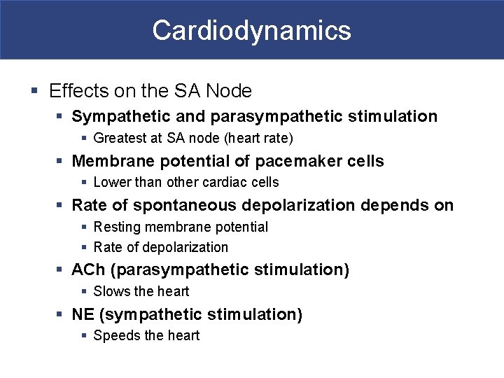 Cardiodynamics § Effects on the SA Node § Sympathetic and parasympathetic stimulation § Greatest