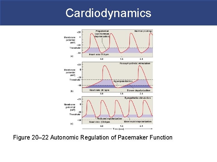 Cardiodynamics Figure 20– 22 Autonomic Regulation of Pacemaker Function 
