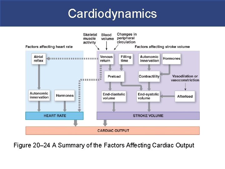 Cardiodynamics Figure 20– 24 A Summary of the Factors Affecting Cardiac Output 