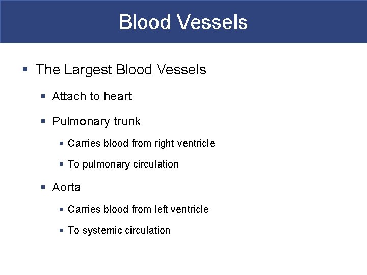 Blood Vessels § The Largest Blood Vessels § Attach to heart § Pulmonary trunk