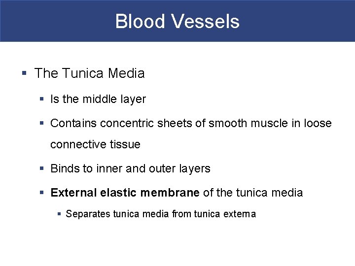 Blood Vessels § The Tunica Media § Is the middle layer § Contains concentric