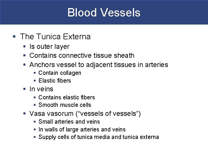 Blood Vessels § The Tunica Externa § Is outer layer § Contains connective tissue