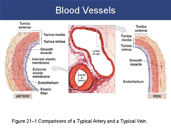 Blood Vessels Figure 21– 1 Comparisons of a Typical Artery and a Typical Vein.