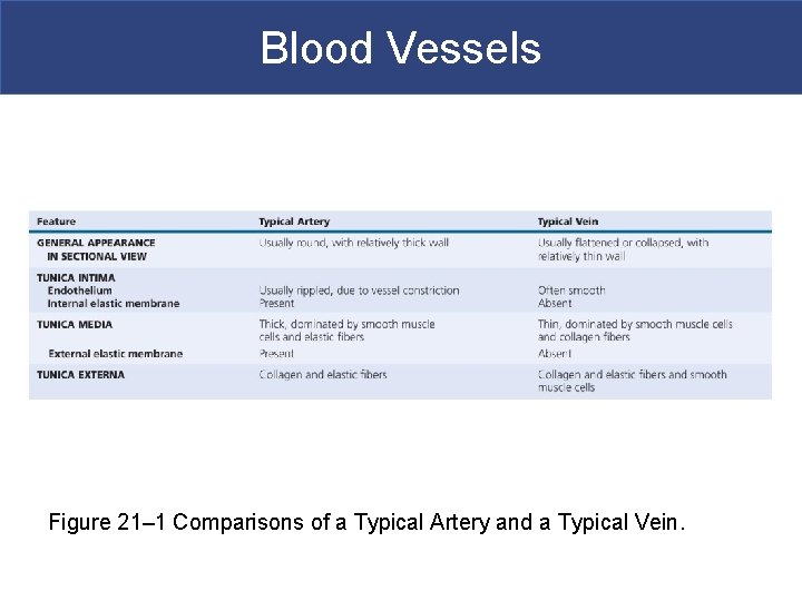 Blood Vessels Figure 21– 1 Comparisons of a Typical Artery and a Typical Vein.